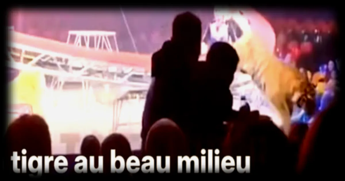 Incident spectaculaire : un tigre s'échappe de scène et atterrit dans le public lors d'un spectacle en Russie