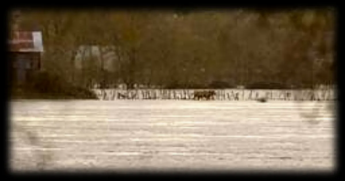 Inondations en Maine-et-Loire : des dizaines d'animaux encerclés par les eaux