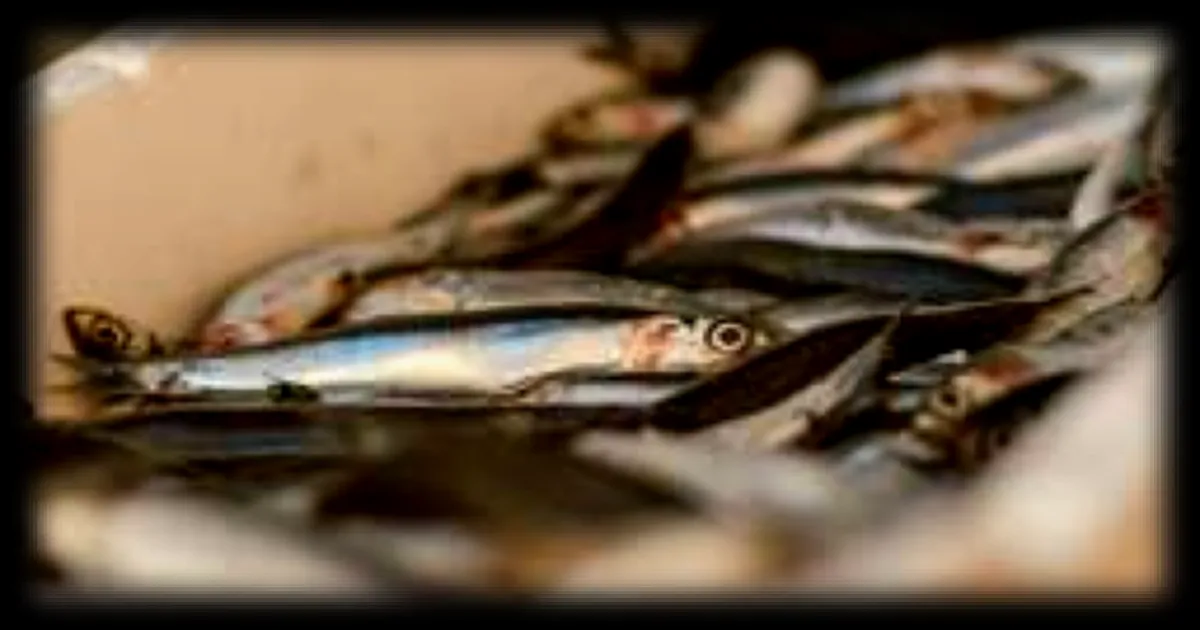 Intermarché et Super U retirent des filets de sardines en raison d'un taux d'histamine trop élevé