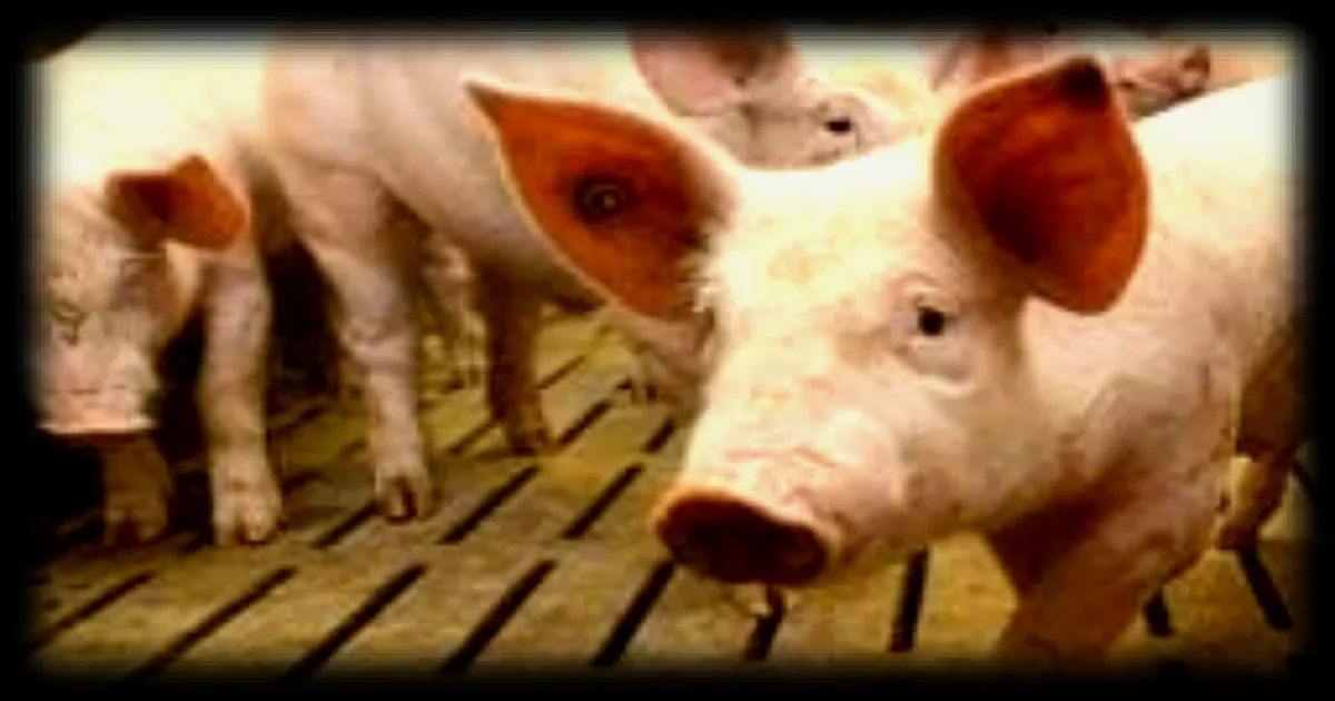 Intervention des pompiers pour sauver des cochons tombes dans une fosse a lisier a Lamballe-Armor