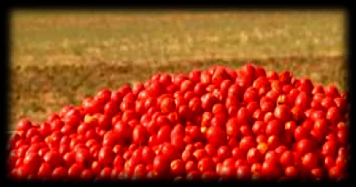 Italie : au cœur de l’usine Mutti, où naît la sauce tomate la plus célèbre au monde