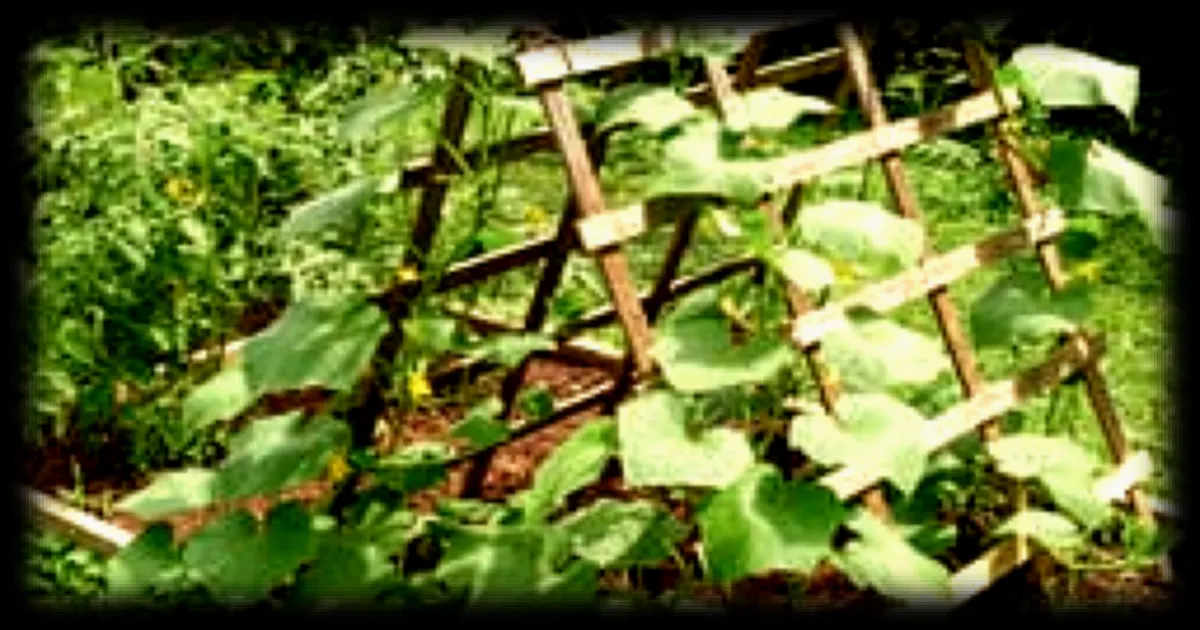 Jardinage : comment cultiver ses légumes grimpants avec succès ?