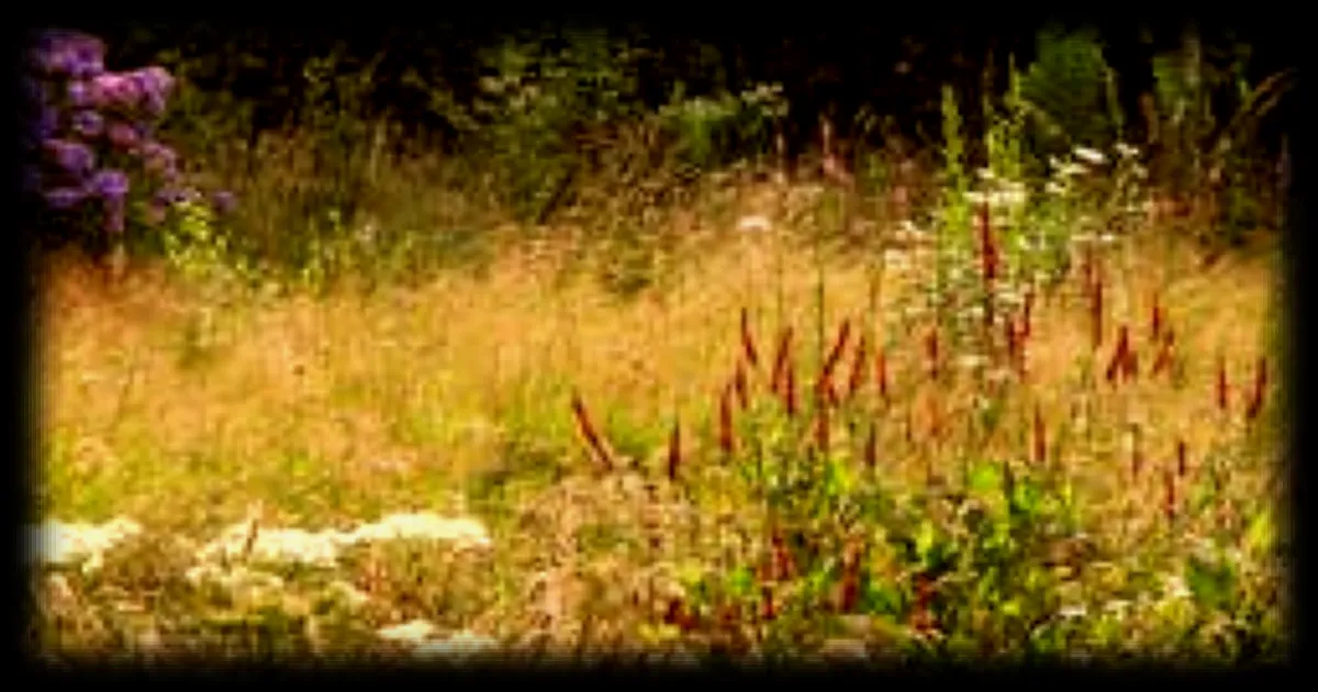 Jardins urbains : comment favoriser la biodiversité malgré les contraintes, selon Éric Lenoir