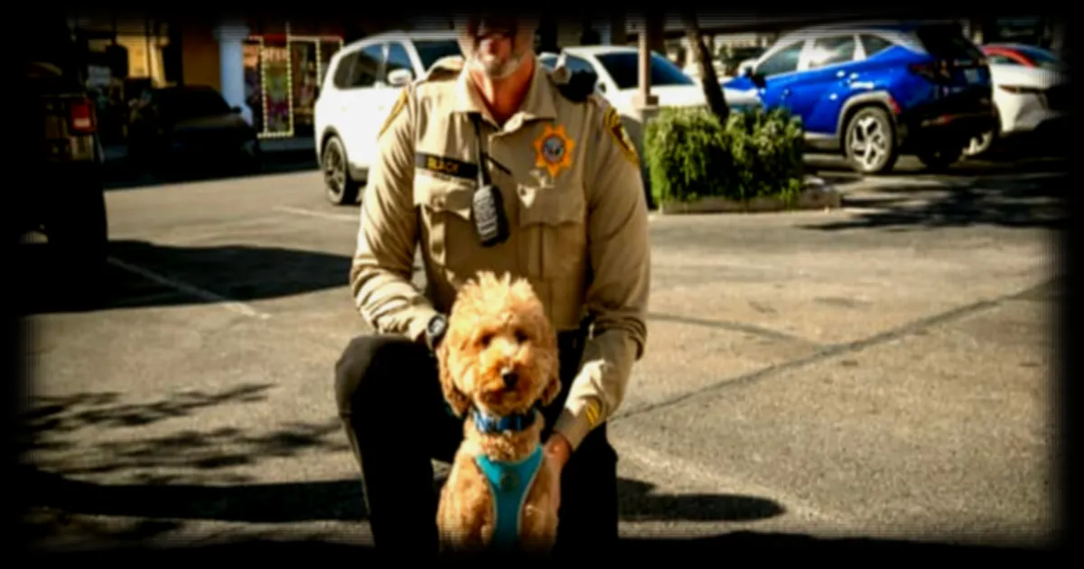Jet Blue, le caniche miniature abandonné à l'aéroport de Las Vegas, a trouvé une famille grâce à un policier