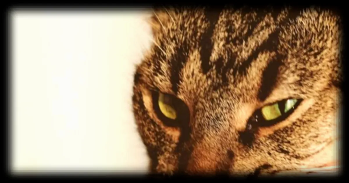 Jeux avec les chats : quand nos interactions virales cachent leur détresse