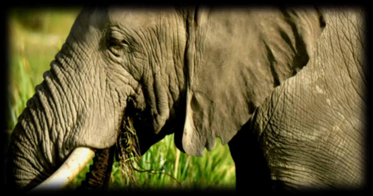 Kenya : 15 éléphants meurent dans le parc d'Amboseli, un potentiel empoisonnement évoqué