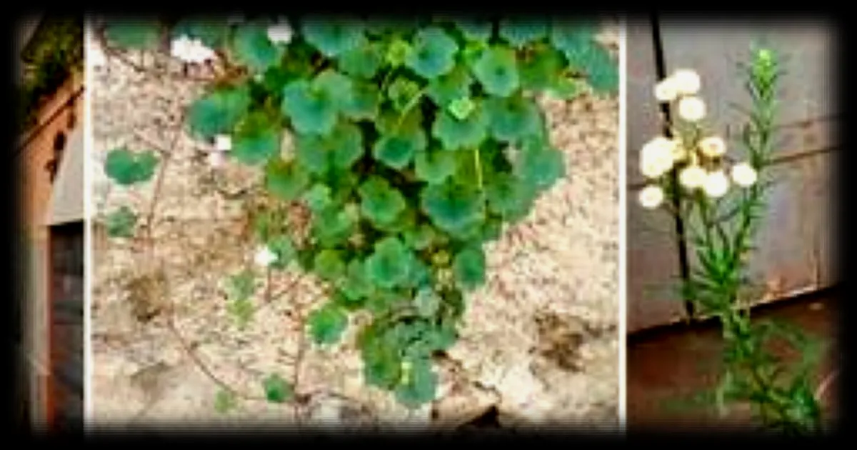 La biodiversité des villes : les herbes folles méconnues de Montpellier