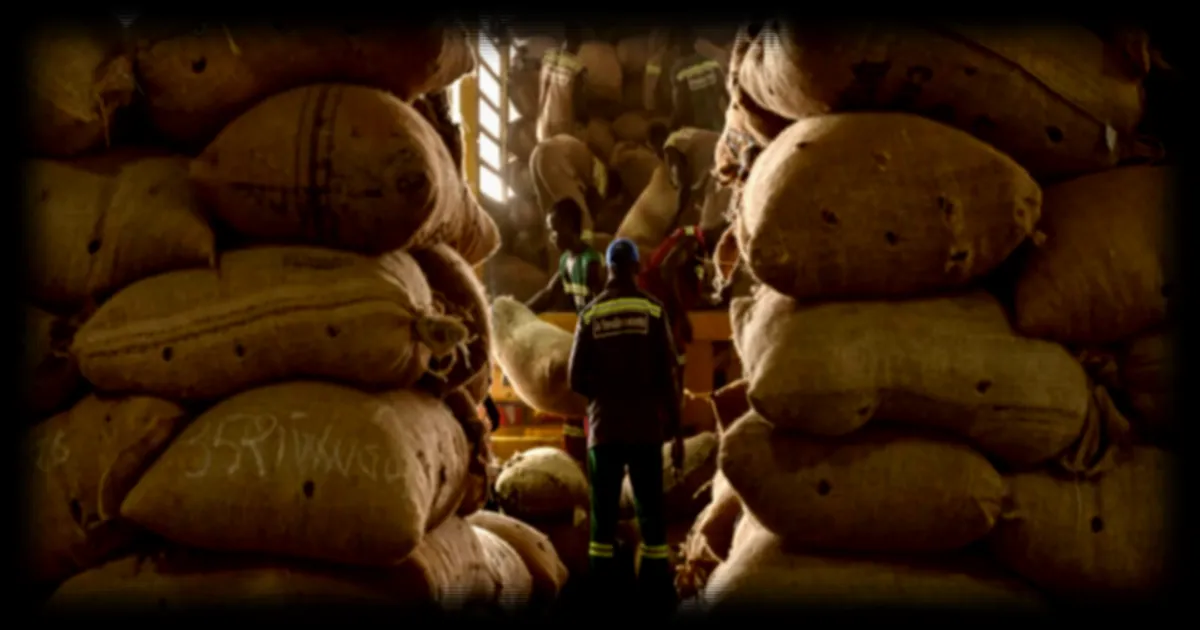 La chute des prix du cacao inquiète les pays producteurs