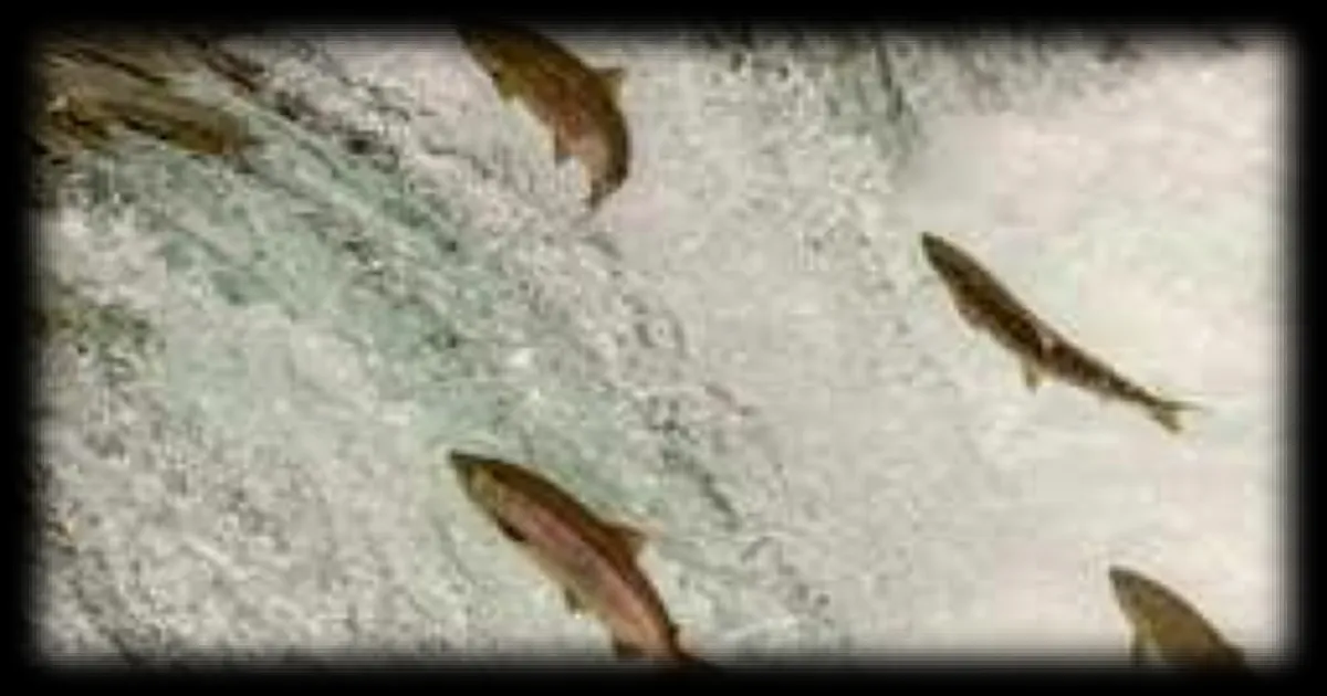 La cocaïne présente dans l'eau rend les saumons plus rapides et nerveux, alerte une étude scientifique