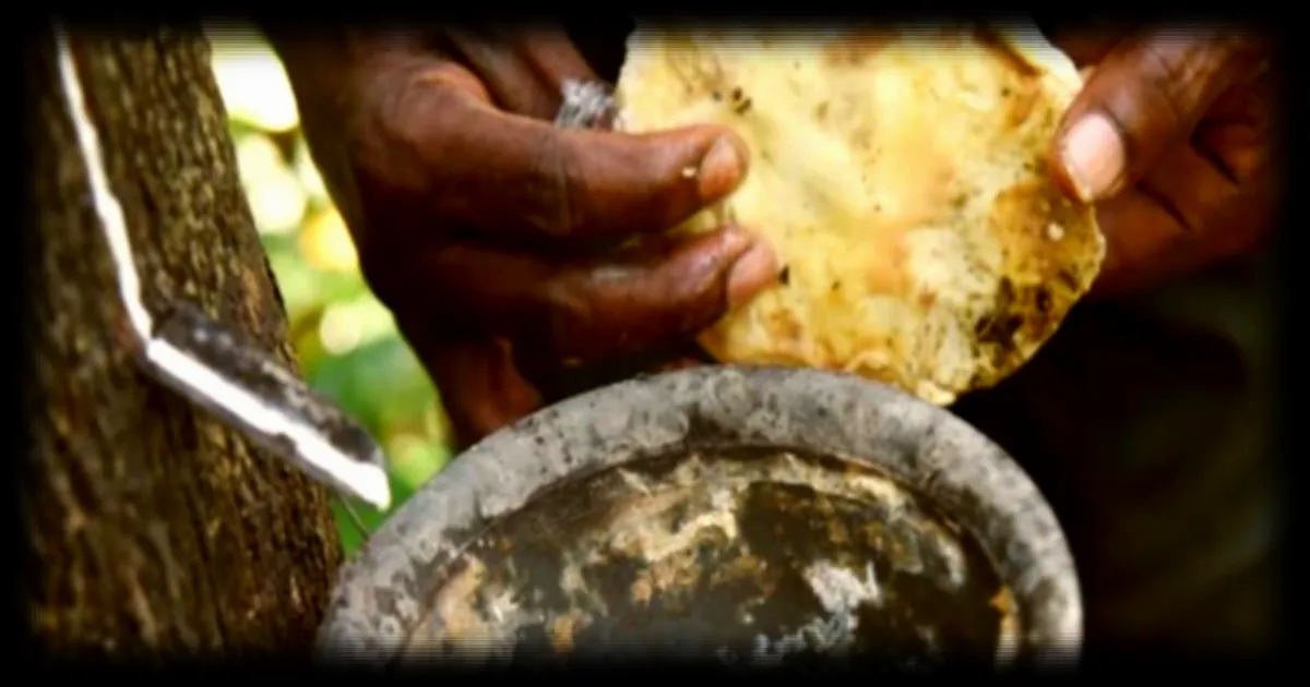 La Côte d'Ivoire affiche un record de production d'hévéa