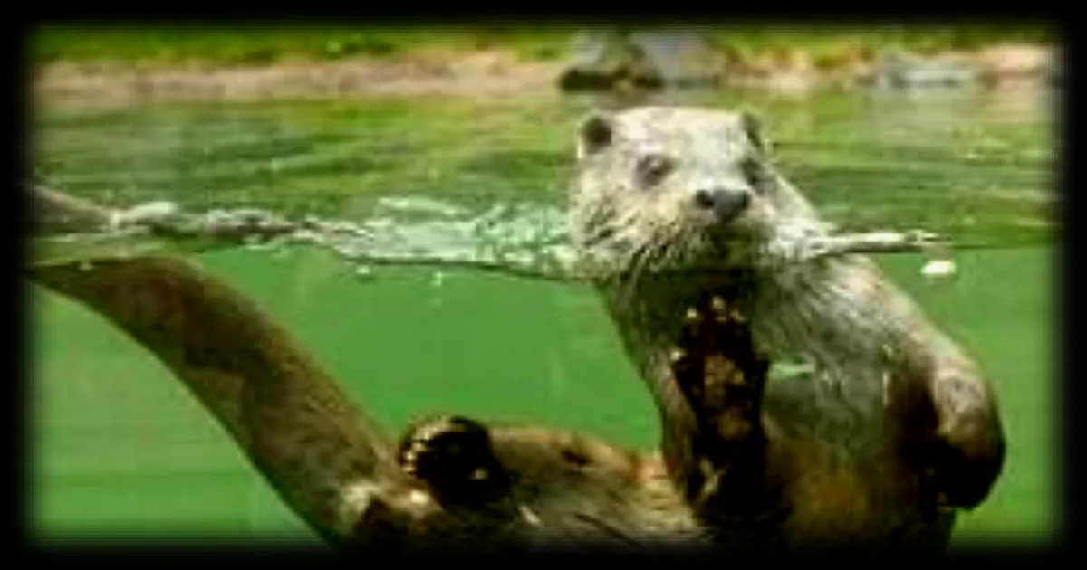 La crue de la Loire : un défi pour la vie sauvage