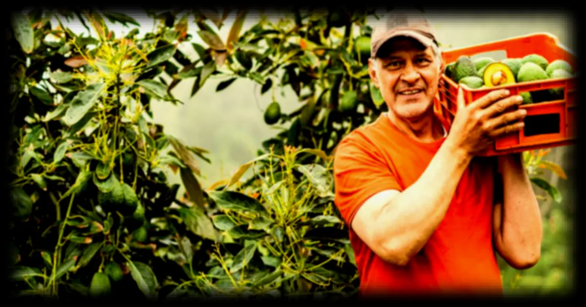 La culture de l'avocat remonte à 11 000 ans au Honduras, révèle une étude archéologique