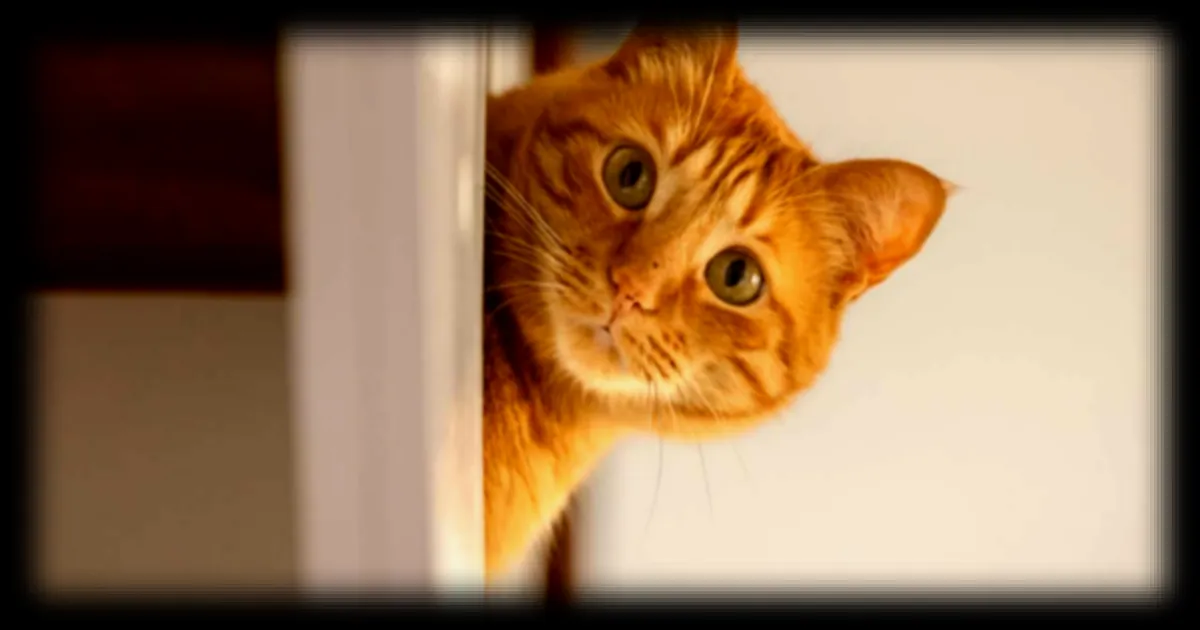 La découverte scientifique qui révolutionne la communication avec les chats