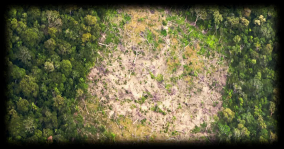 La déforestation des forêts tropicales ralentit mais demeure préoccupante selon Global Forest Watch