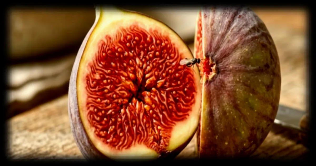 La figue, ce fruit trompeur : une mécanique végétale bien plus complexe qu'il n'y paraît