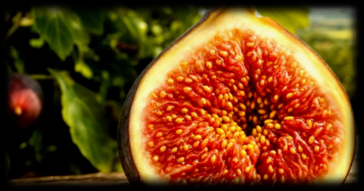 La figue, un fruit qui cache une surprise botanique