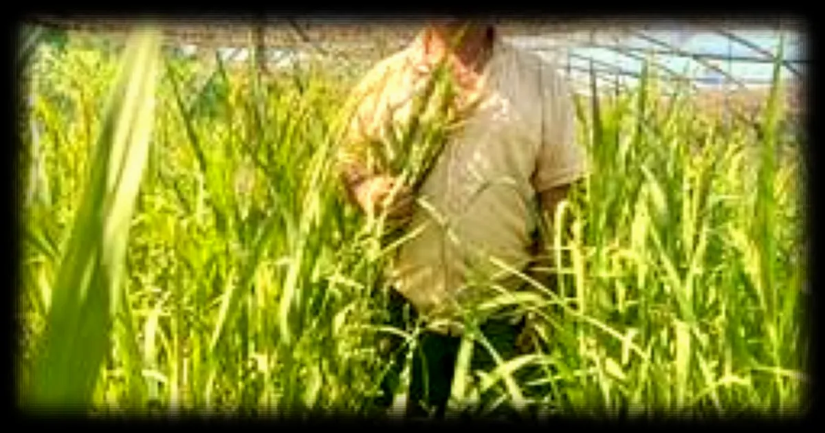 La filière du riz local à La Réunion : un pari payant pour les agriculteurs