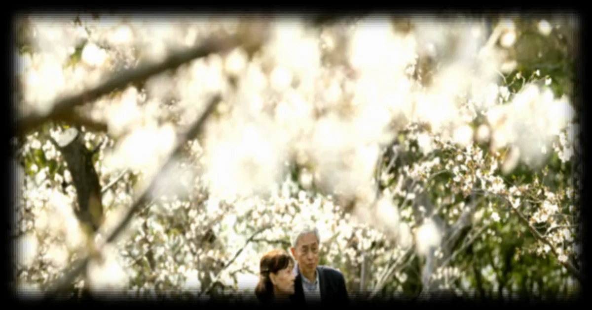 La floraison des cerisiers atteint son apogee au Japon