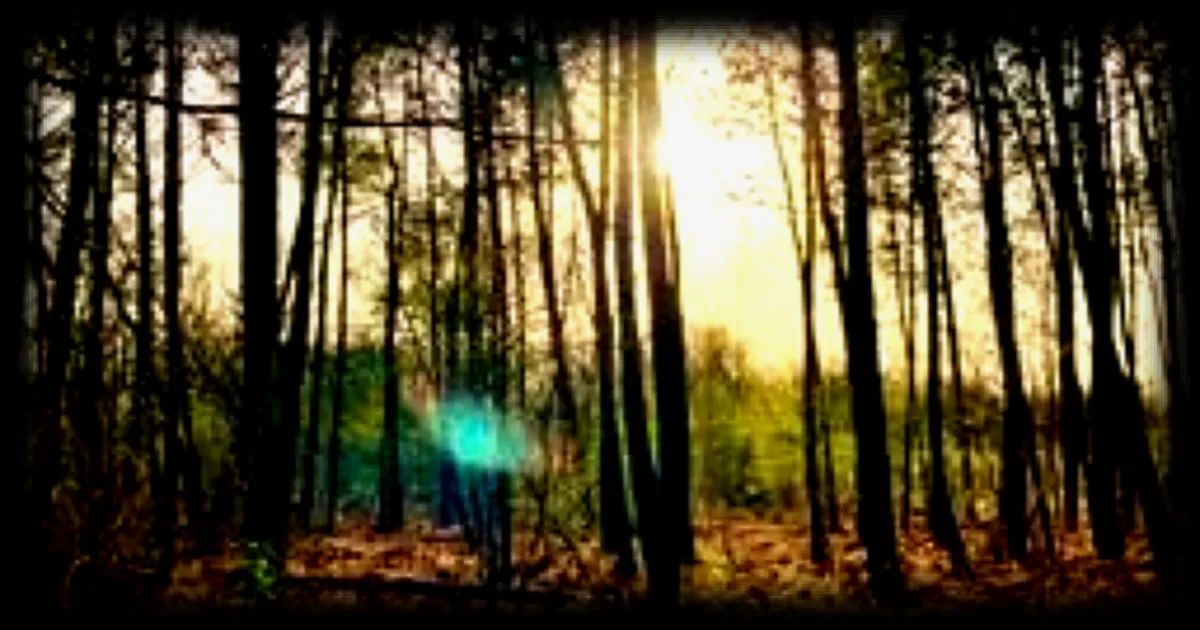 La forêt de Touffou : un trésor naturel près de Nantes