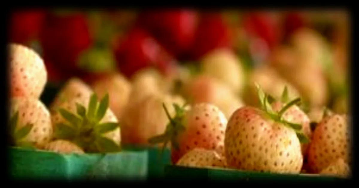 La fraise blanche, un fruit de plus en plus present sur les etals