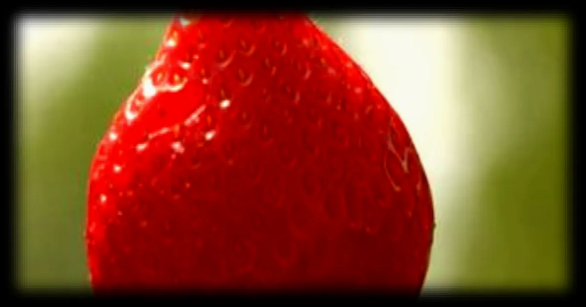 La fraise bretonne, un enjeu économique et une fierté locale