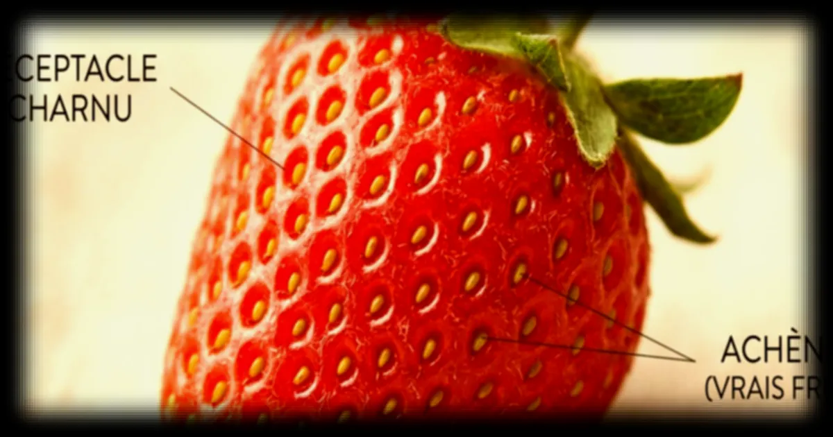 La fraise n’est pas un fruit : l’incroyable botanique derrière ce faux-fruit