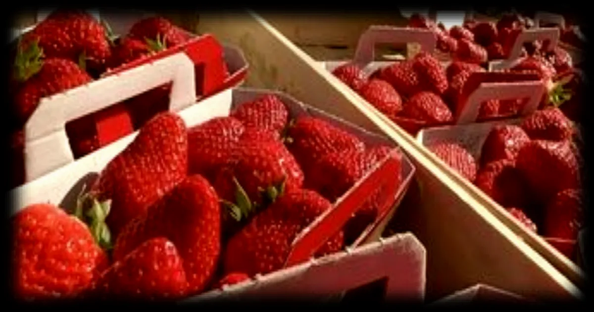 La Gariguette, star des fraises françaises, fête ses 50 ans d’existence