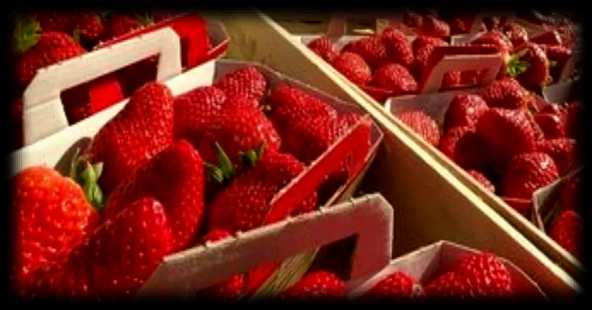 La gariguette, variété emblématique, célèbre ses 50 ans en France