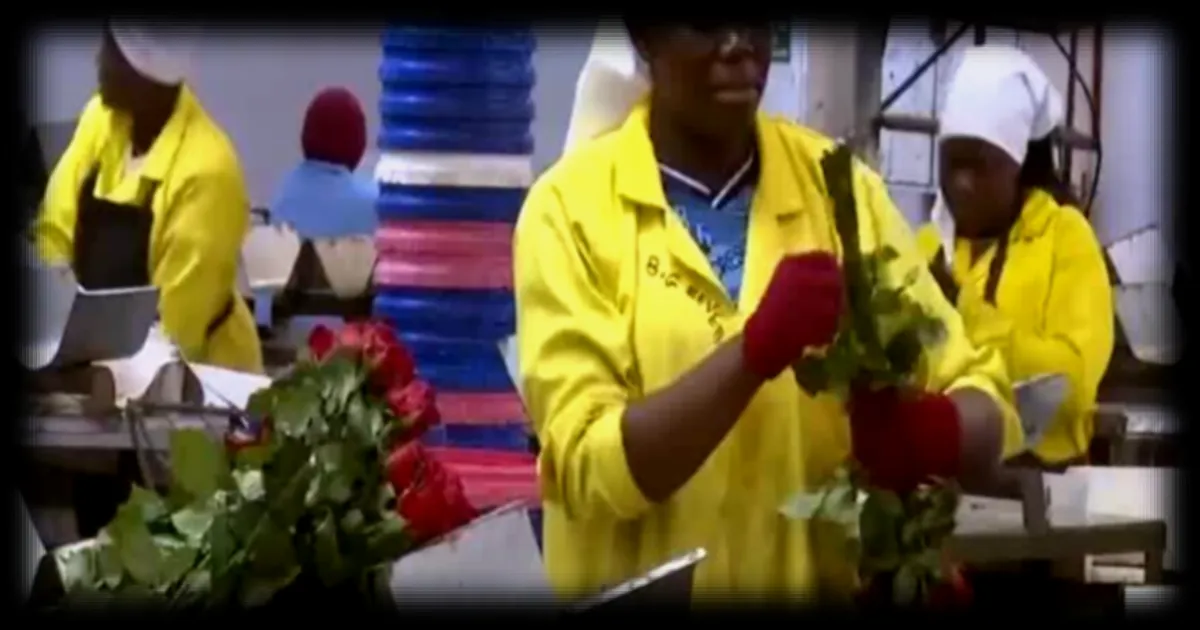 La guerre menace la floriculture au Kenya, 4ème exportateur mondial de fleurs coupées