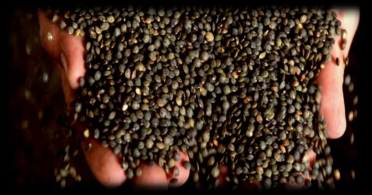 La lentille, une culture prometteuse pour les agriculteurs du Nord