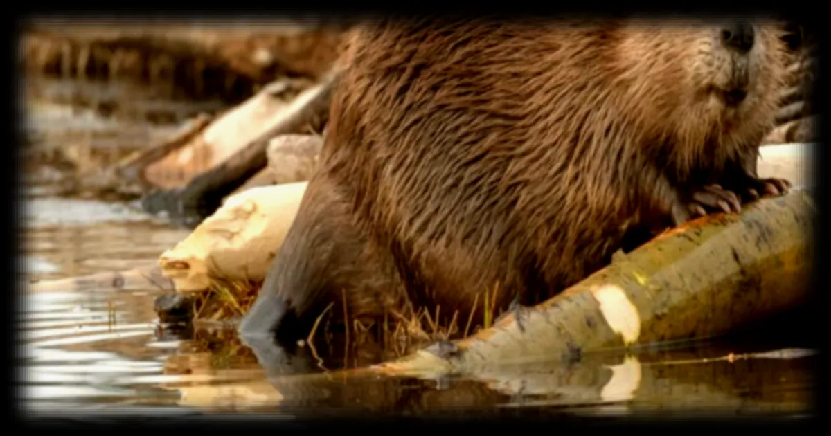 La Lèze mise sur l'inspiration castor pour lutter contre les inondations