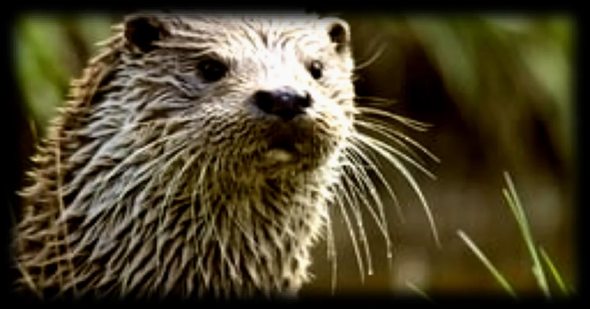 La loutre d’Europe fait son retour dans les eaux du Morbihan après des décennies d’absence