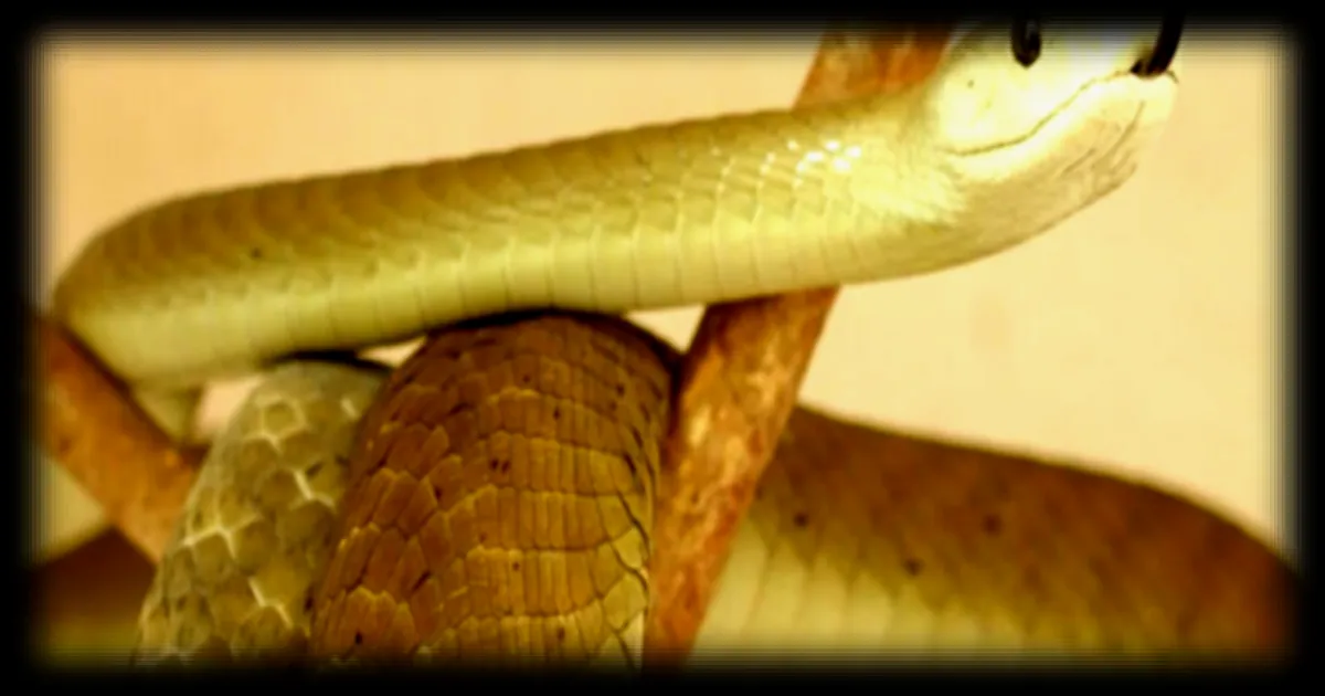 La lutte contre les morsures de serpent s'intensifie au Kenya selon France 24