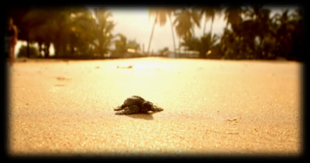 La lutte pour faire vivre les bébés tortues marines au Gabon