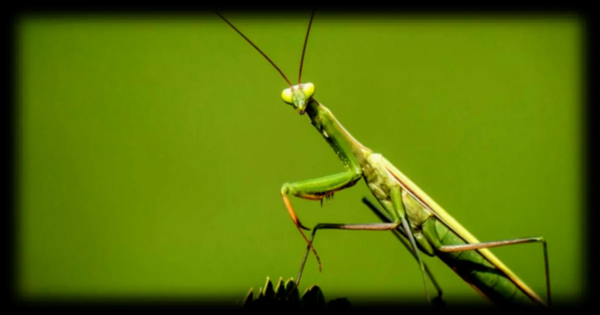 La mante religieuse : une chasseresse intelligente et solitaire