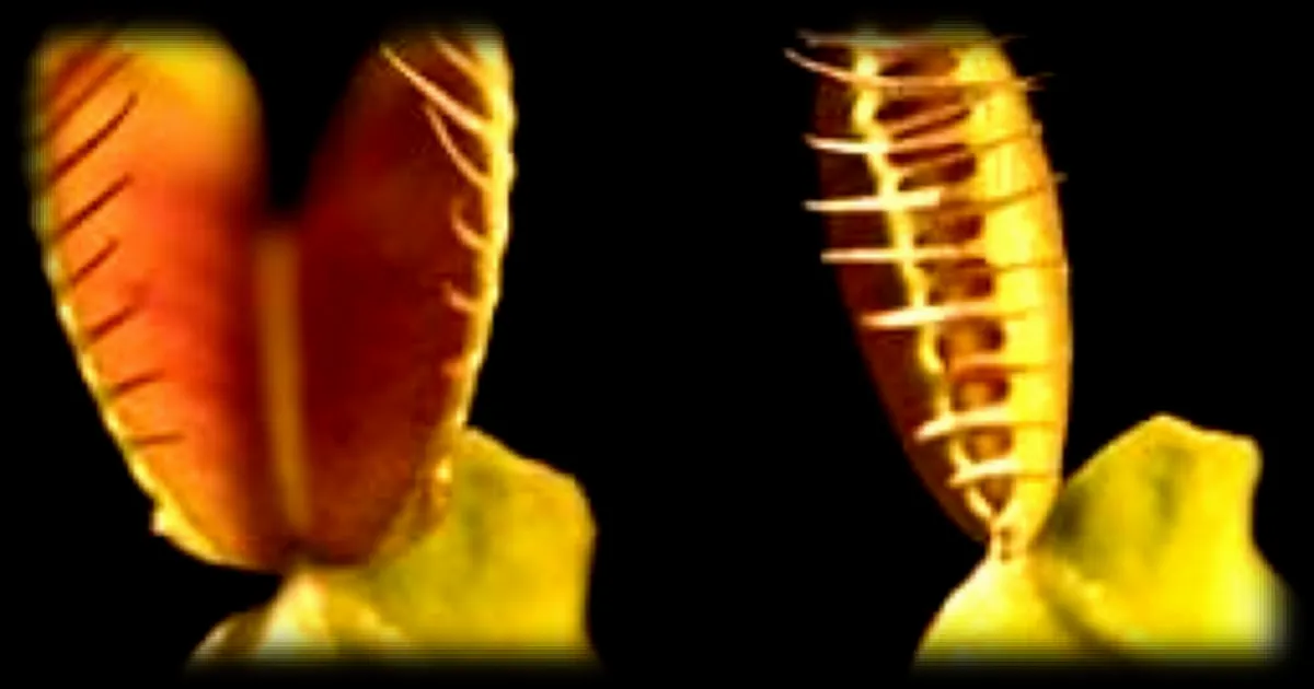 La mécanique secrète des plantes carnivores : comment la dionée capture-t-elle ses proies en un dixième de seconde ?