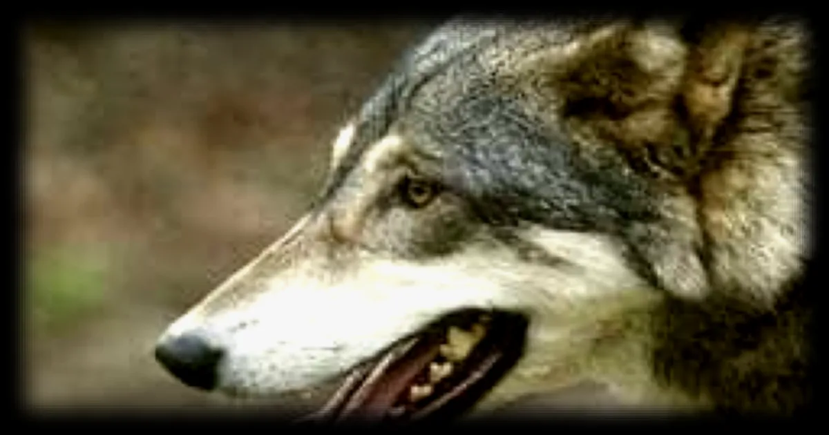 La ministre de la Transition écologique prend position sur les tirs de loups en Finistère