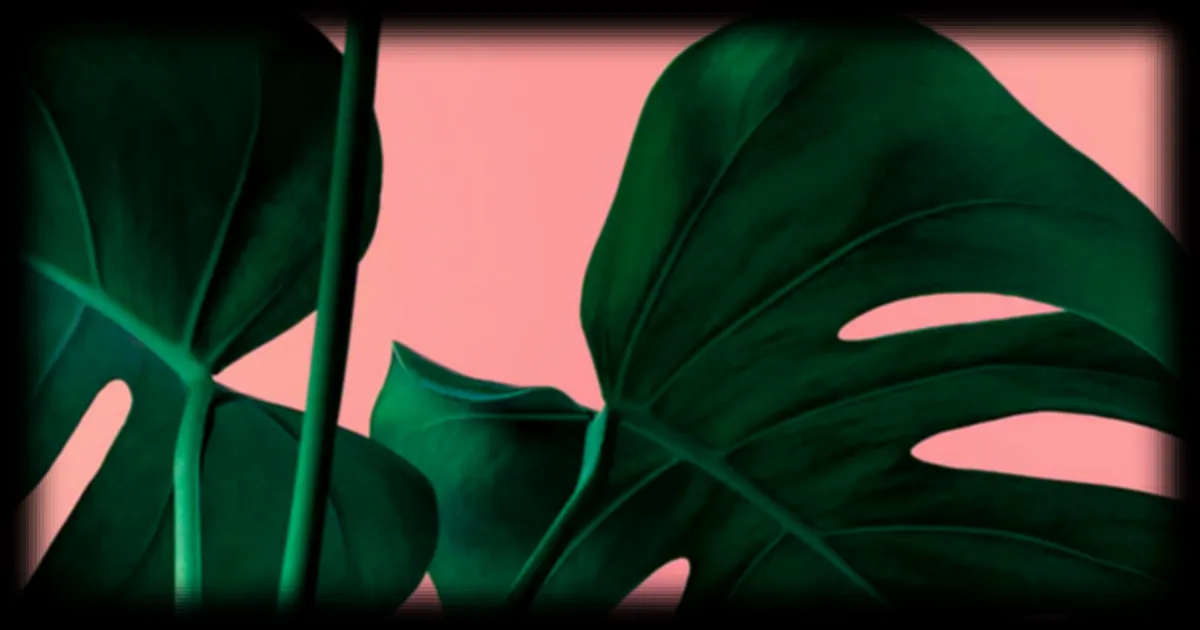 La Monstera deliciosa : une plante tropicale aux multiples secrets