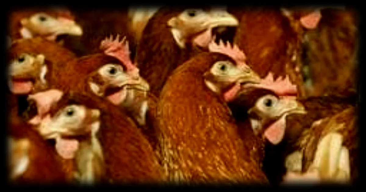 La montée en gamme de la volaille bénéfique pour les éleveurs