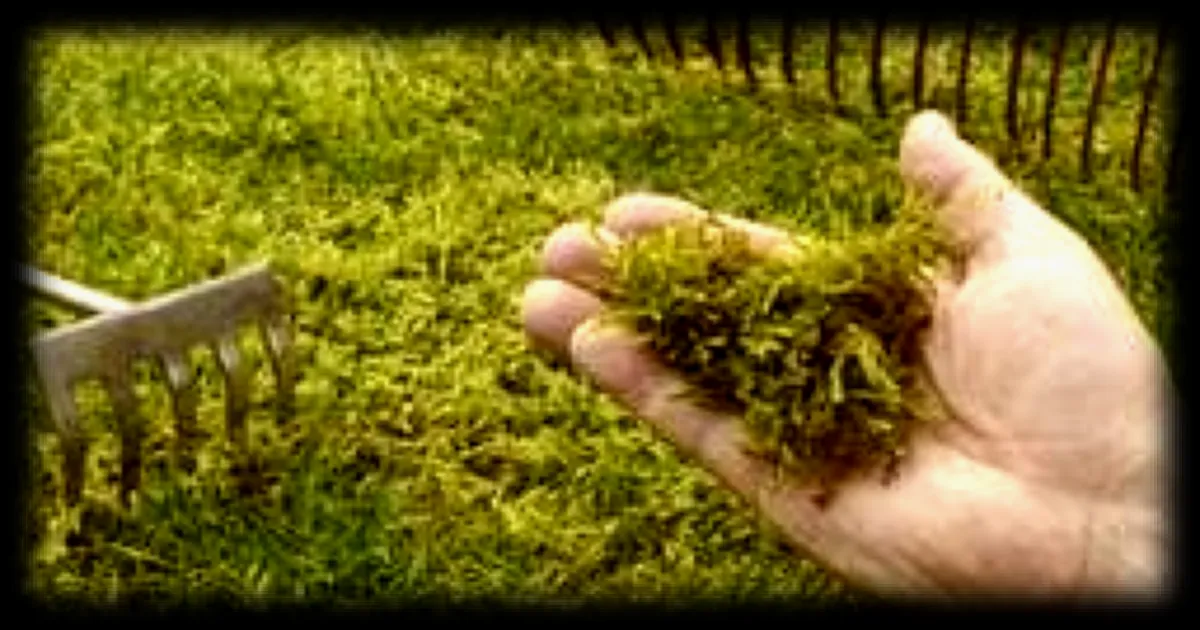 La mousse envahit les pelouses en hiver : faut-il la retirer ?