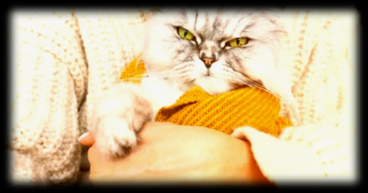 La personnalité des chats : 5 profils identifiés par la science