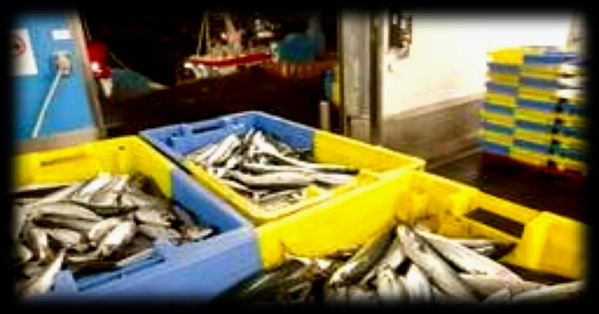 La pisciculture, une solution pour sauver la population de maquereaux dans l'Atlantique ?