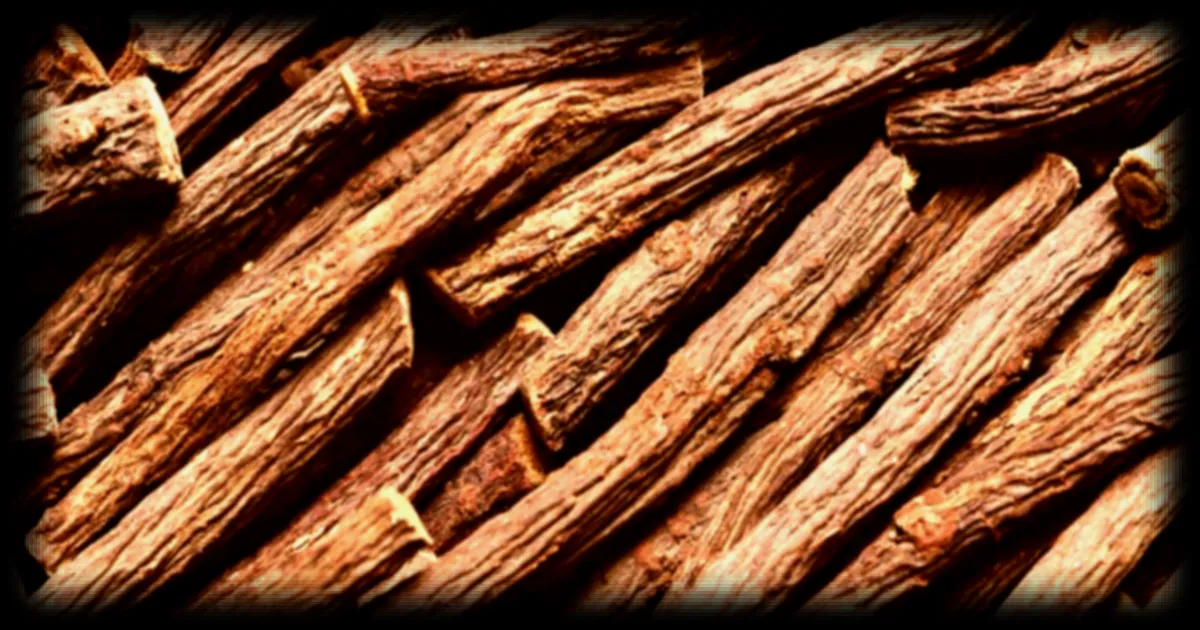 La plante de la semaine : de la réglisse chez vous !