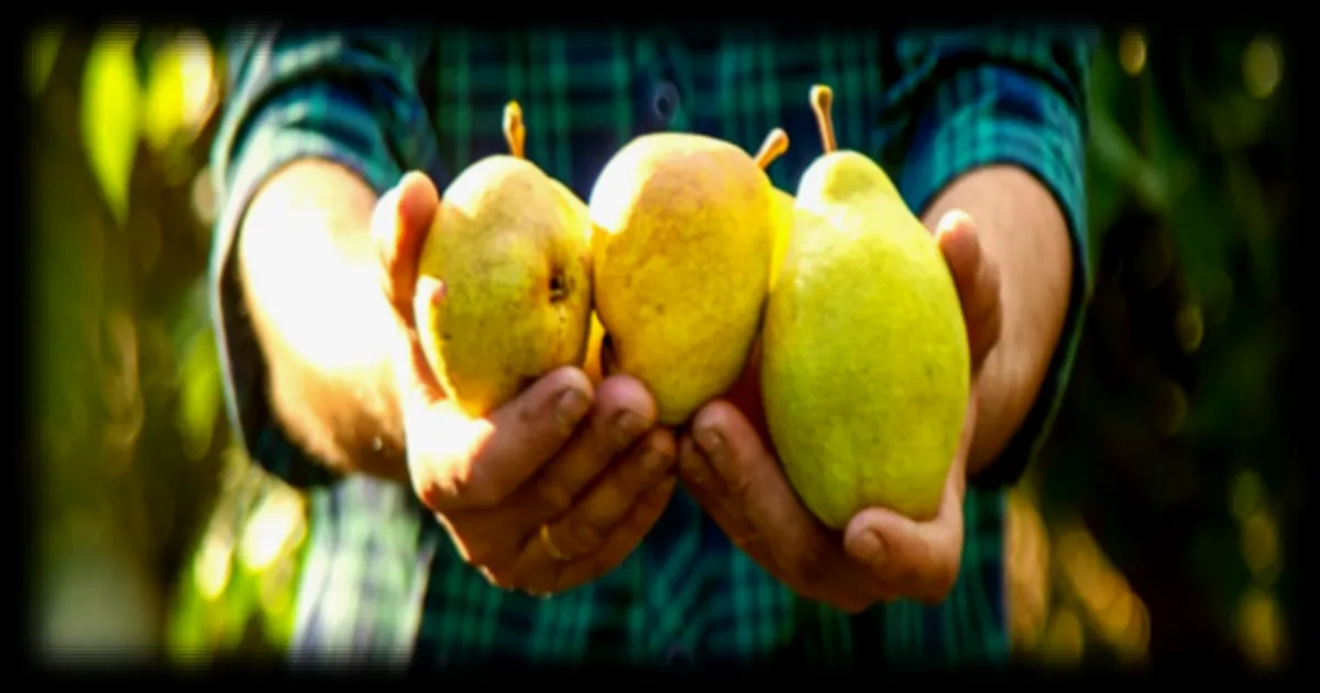 La poire, un fruit aux vertus anticancéreuses méconnues, selon une diététicienne