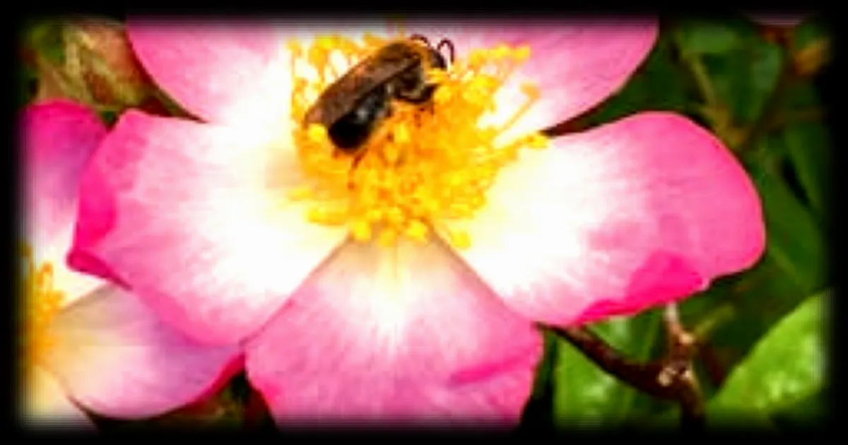 La pollinisation, clef pour maximiser les fruits dans votre verger