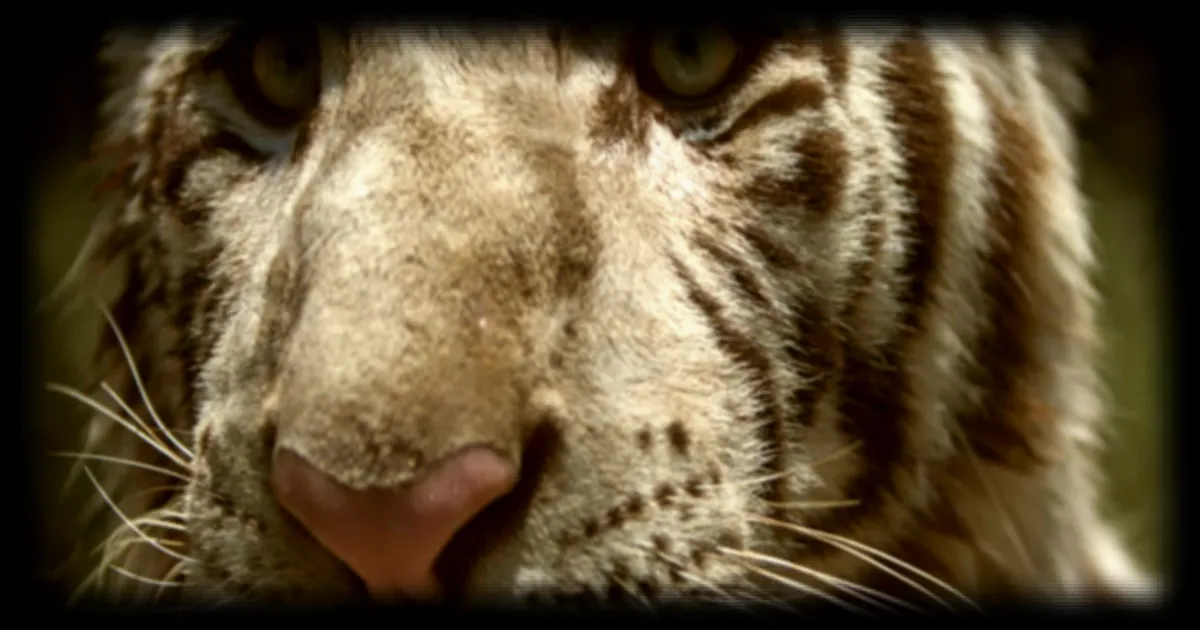 La population de tigres au Népal continue de croître avec 429 individus
