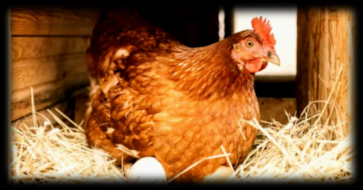 La poule, un oiseau bien plus complexe qu’il n’y paraît : capacités cognitives et vie sociale remarquables