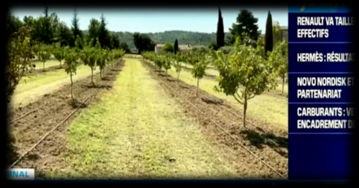 La production de pistaches en Iran menacée