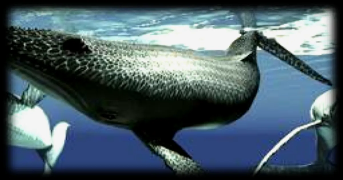 La redécouverte fascinante de l'enregistrement du chant de la baleine à bosse datant de 1949