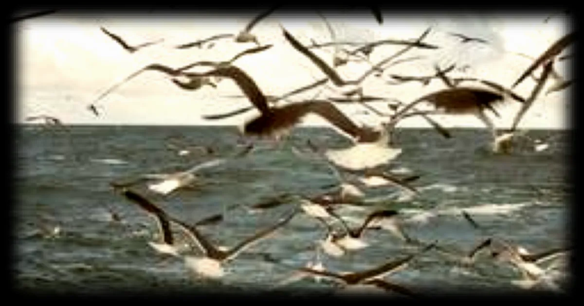 La Réunion éteint ses éclairages publics pour protéger les pétrels de Barau